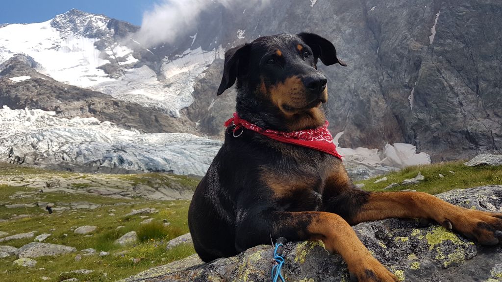 Petsy des gardiens du mont olympe Des Hauts Cyprès